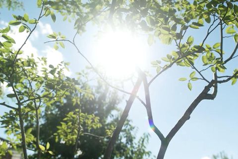 Die Sonne schein durch grüne Blätter
