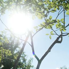 Die Sonne schein durch grüne Blätter
