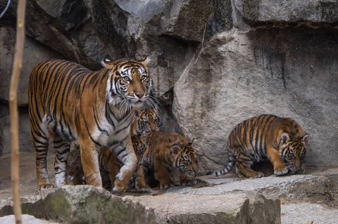 Im  Zoo Leipzig mussten Tigerbabys sterben, weil sich die Mutter nicht um sie kümmerte (Symbolfoto)