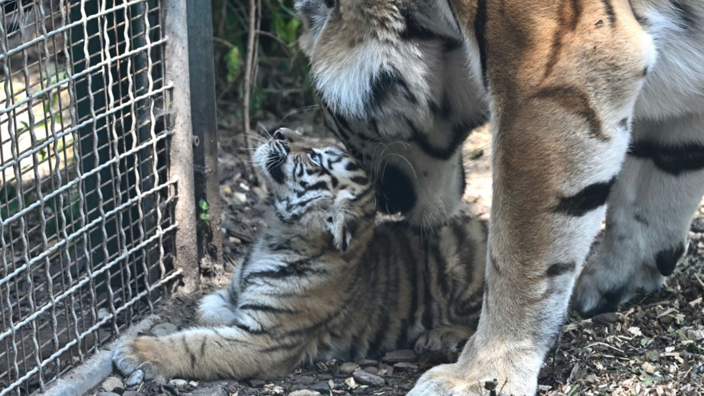 Armurtiger im Budapester Zoo