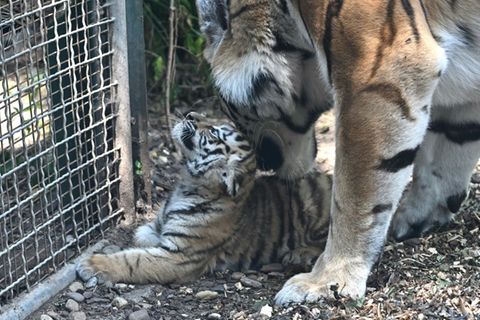 Armurtiger im Budapester Zoo