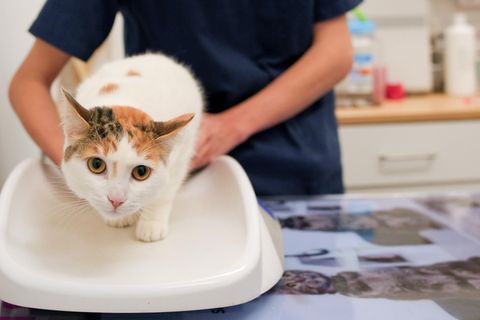 Was sind empfehlenswerte OP-Versicherungen für Katzen?