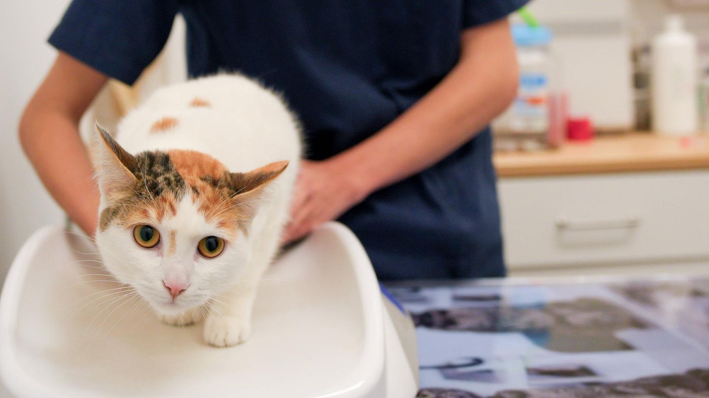 Was sind empfehlenswerte OP-Versicherungen für Katzen?
