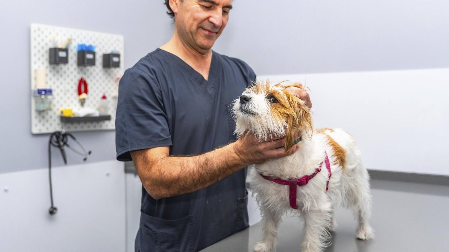 Was sind empfehlenswerte OP-Versicherungen für Hunde?