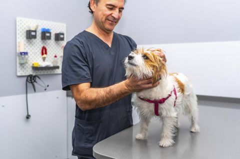 Was sind empfehlenswerte OP-Versicherungen für Hunde?