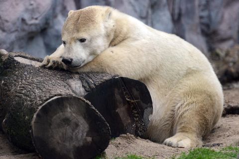 Eisbärin Antonia im Zoo Gelsenkirchen