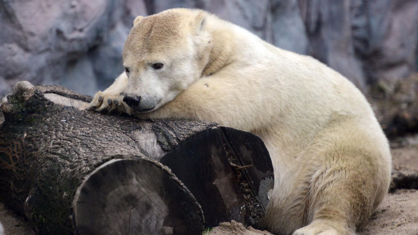 Eisbärin Antonia im Zoo Gelsenkirchen