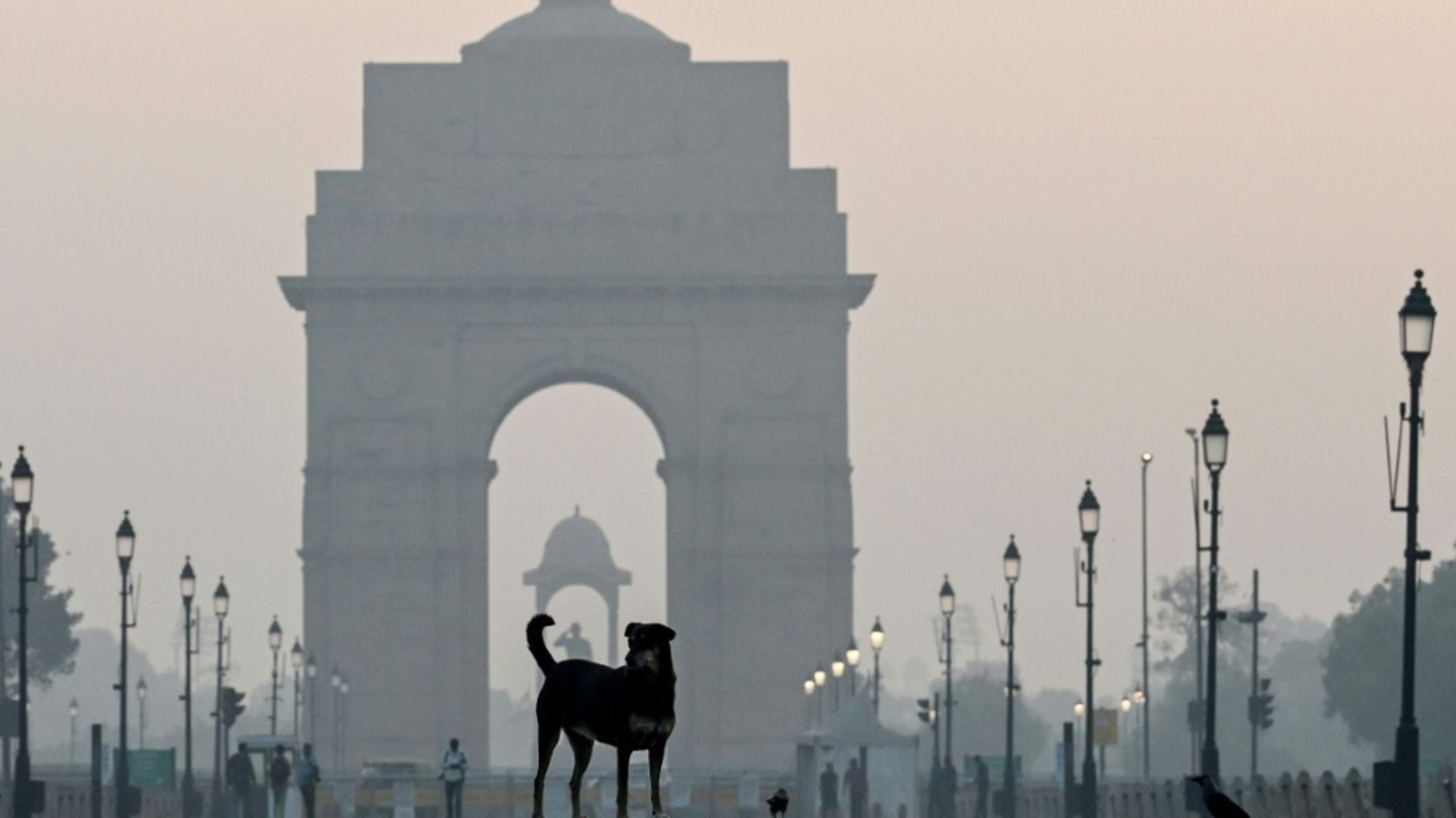 Streunender Hund in Neu Delhi