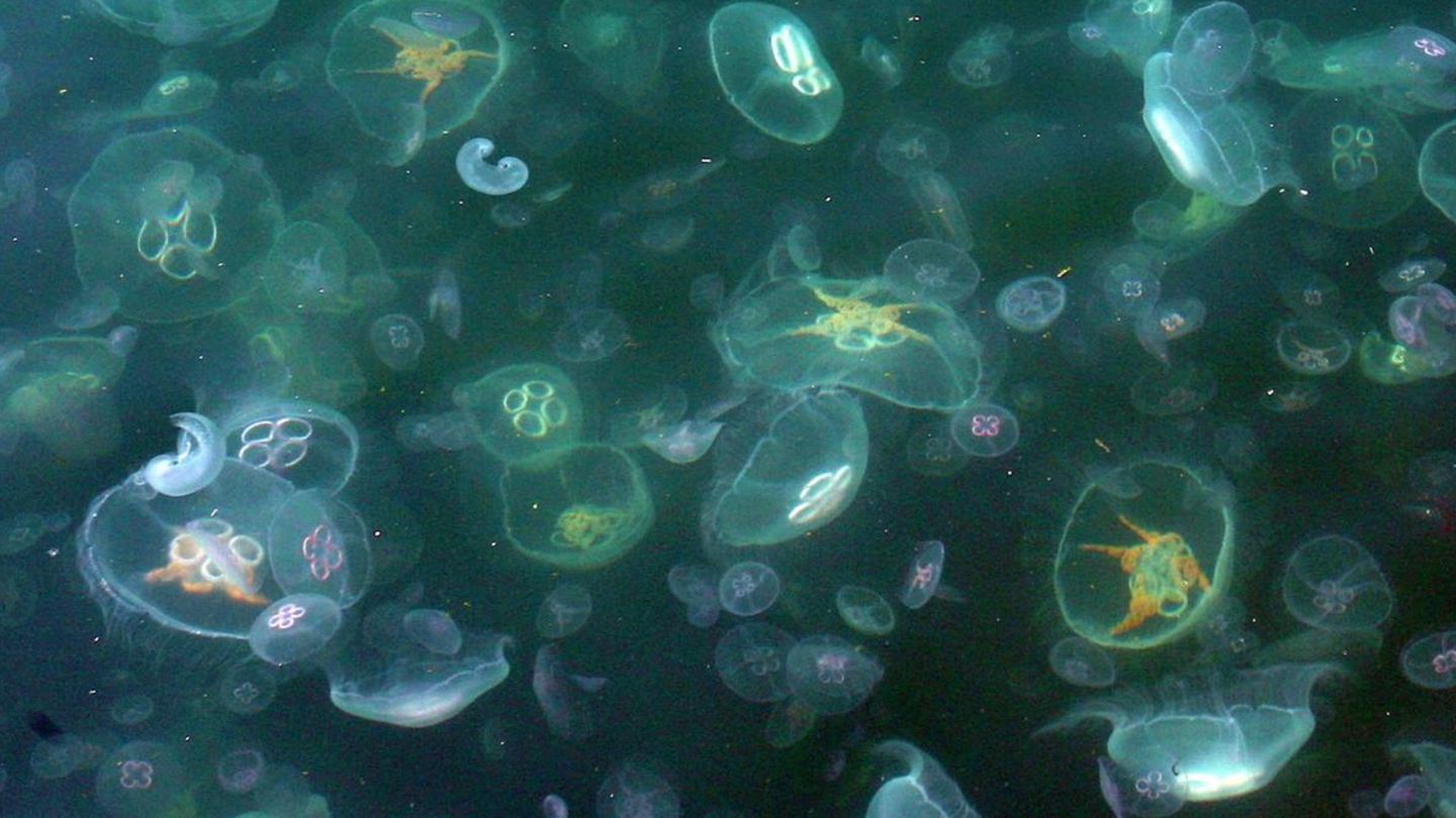 Quallen gelangen immer wieder in die Kühlfilter von Atommeilern
