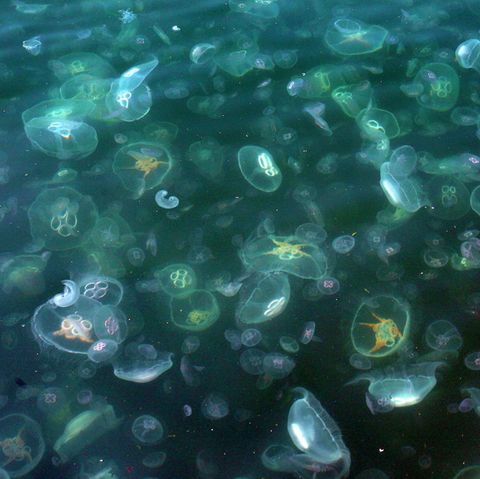 Quallen gelangen immer wieder in die Kühlfilter von Atommeilern