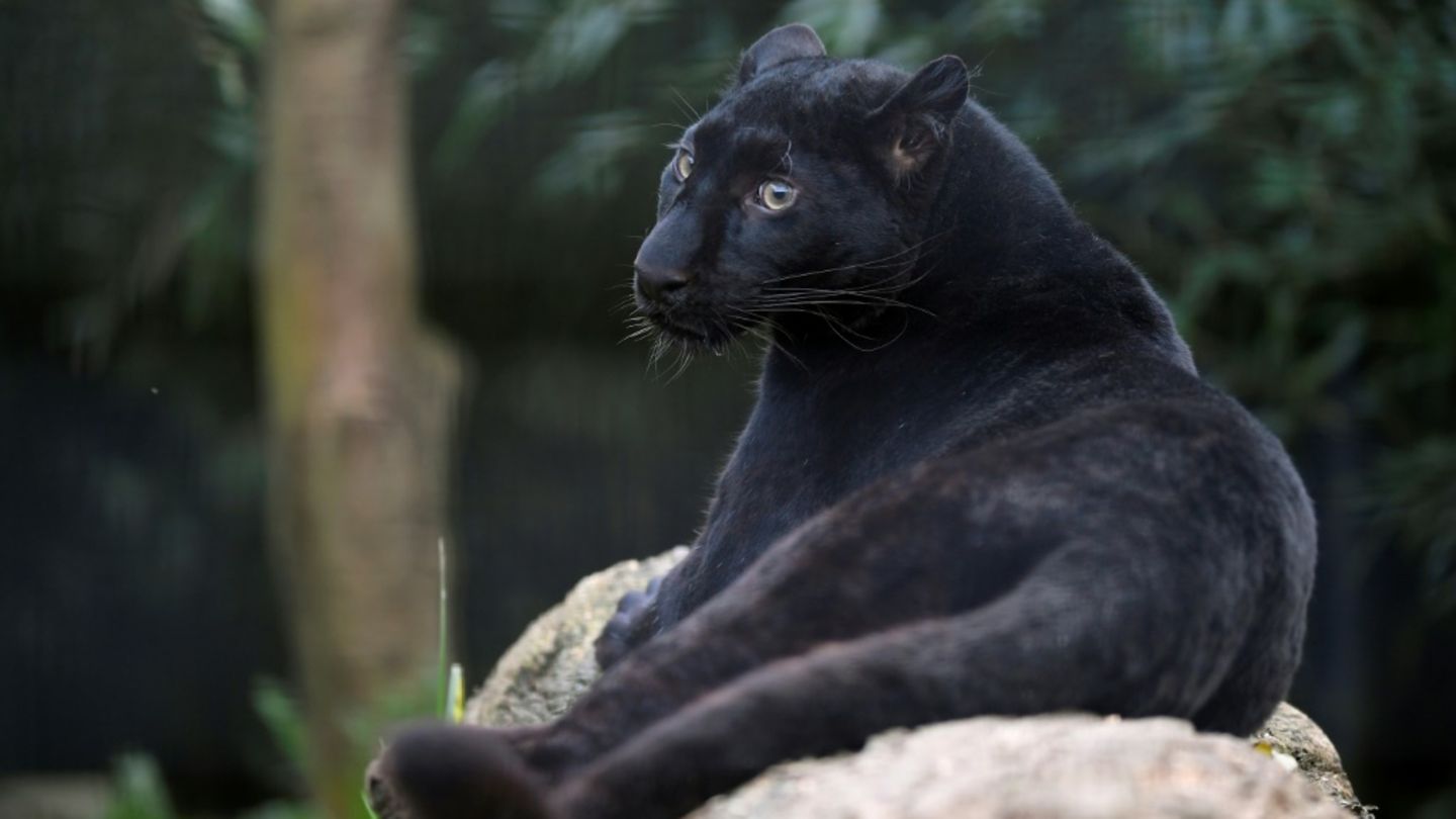 Schwarzer Panther in Zoo