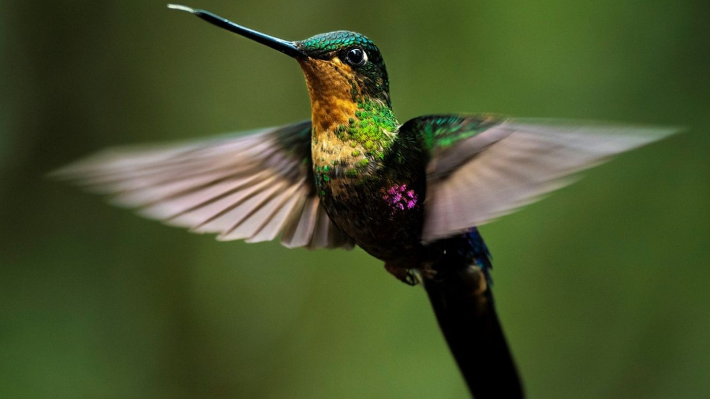 Ein Kolibri in Kolumbien