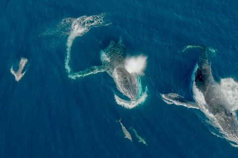 Buckelwale und Delfine die sich im Meer vor Australien begegnen