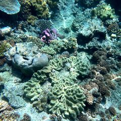 Korallenriffe brauchen mindestens ein Jahrzehnt, um sich von der Bleiche zu erholen