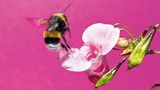 Eine Hummel auf einem Springkraut