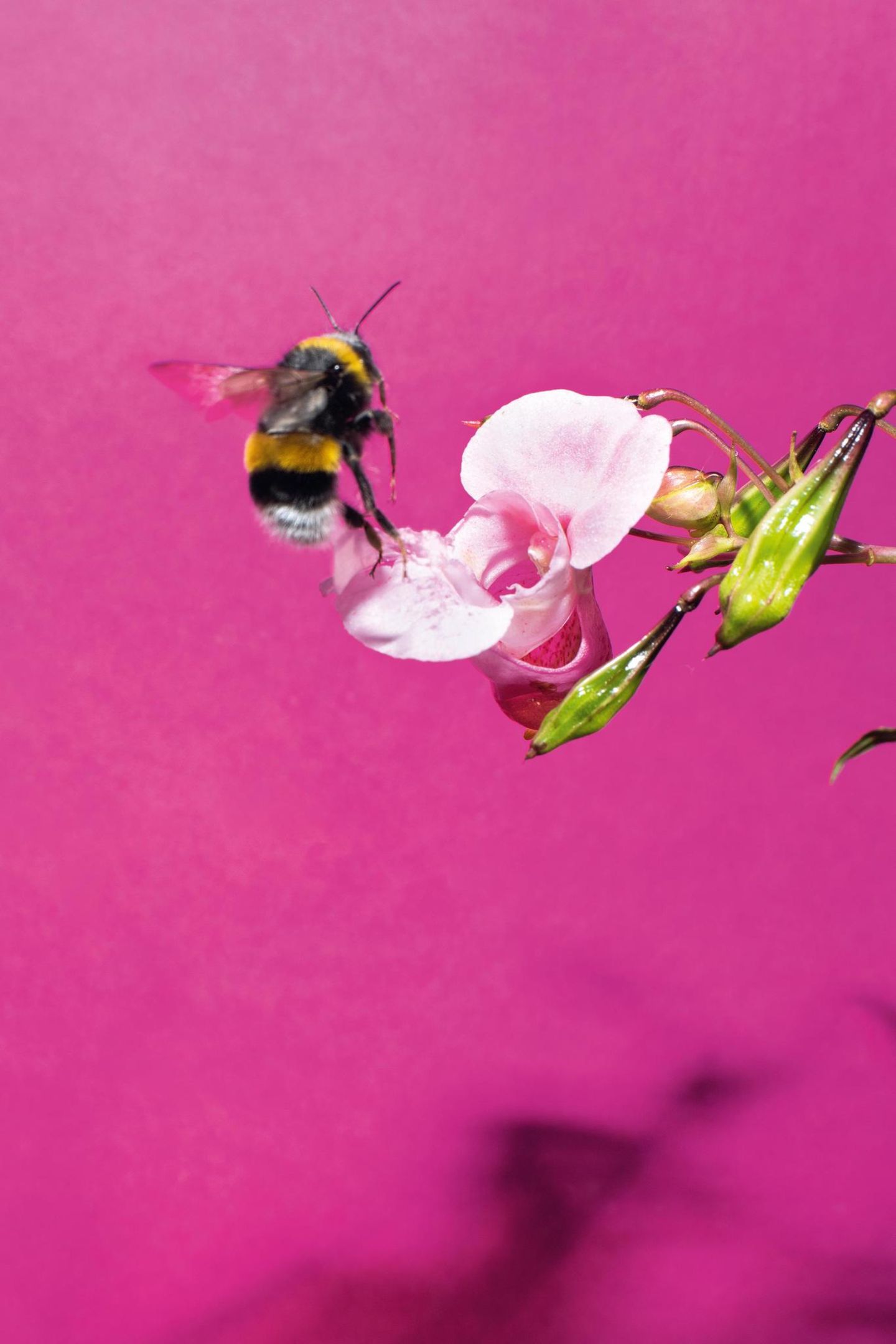 Eine Hummel auf einem Springkraut