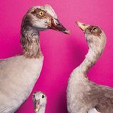 Nilgänse vor pinkem Hintergrund