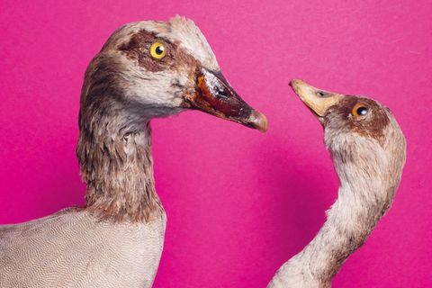 Nilgänse vor pinkem Hintergrund