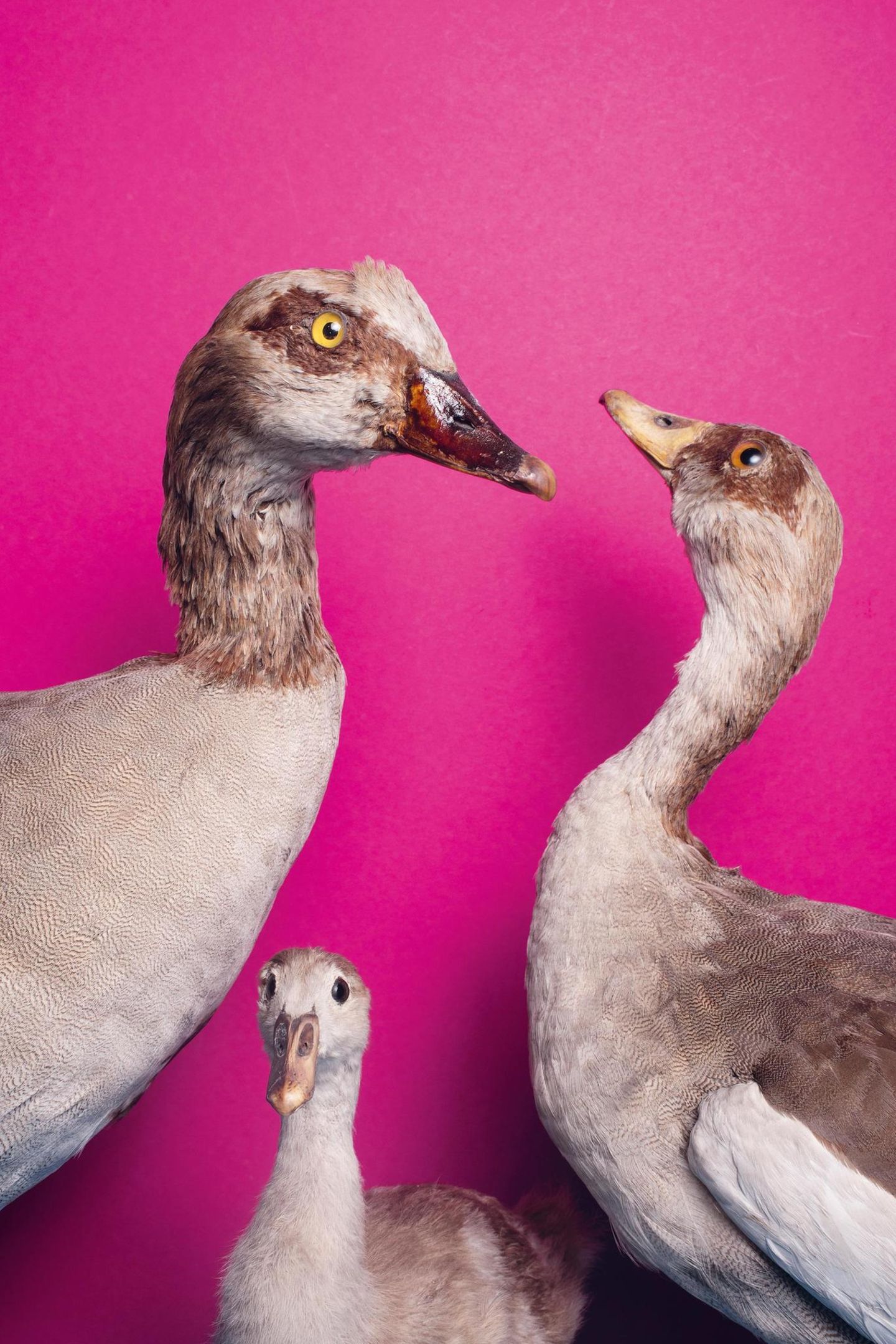 Nilgänse vor pinkem Hintergrund