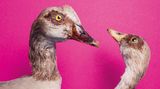 Nilgänse vor pinkem Hintergrund