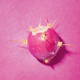 Ein Feigenkaktus vor pinkem Hintergrund