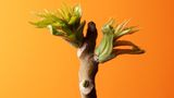 Ein Götterbaum vor orangenem Hintergrund
