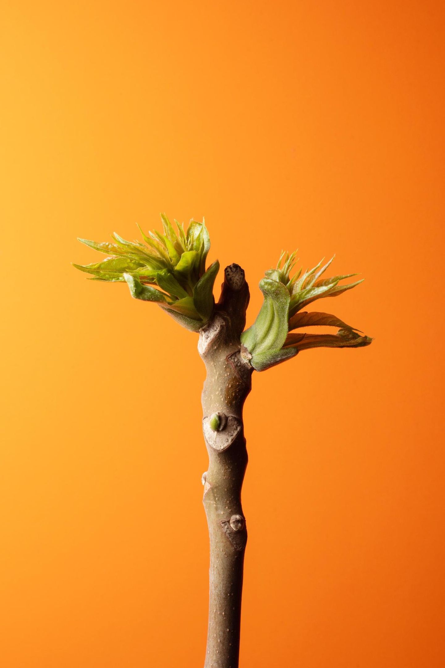 Ein Götterbaum vor orangenem Hintergrund