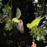 Invasive Arten: Grüne Halsbandsittiche in einem Baum