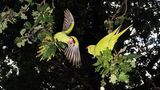 Invasive Arten: Grüne Halsbandsittiche in einem Baum