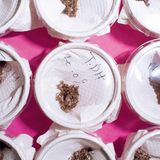 Züchtung von parasitischen Wespen