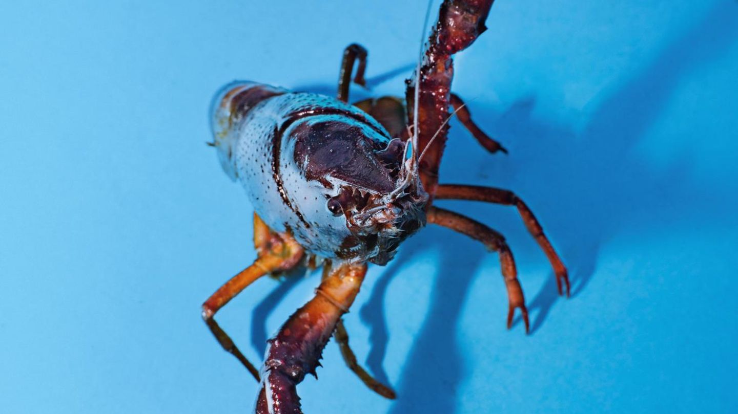Ein Roter Amerikanischer Sumpfkrebs vor blauem Hintergrund