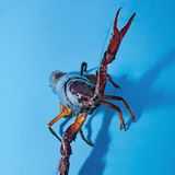 Ein Roter Amerikanischer Sumpfkrebs vor blauem Hintergrund