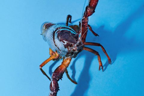 Ein Roter Amerikanischer Sumpfkrebs vor blauem Hintergrund