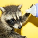 Ein Waschbär mit einer Milchflasche