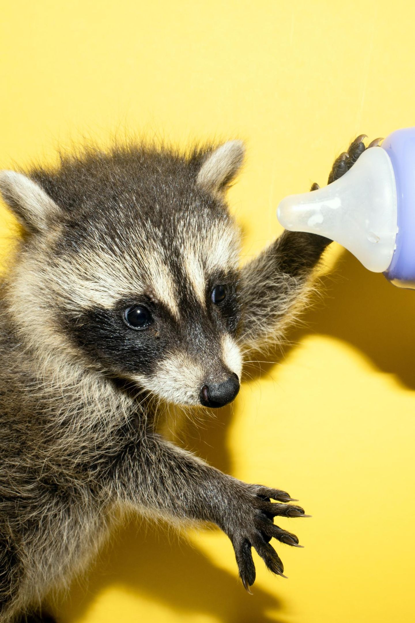 Ein Waschbär mit einer Milchflasche