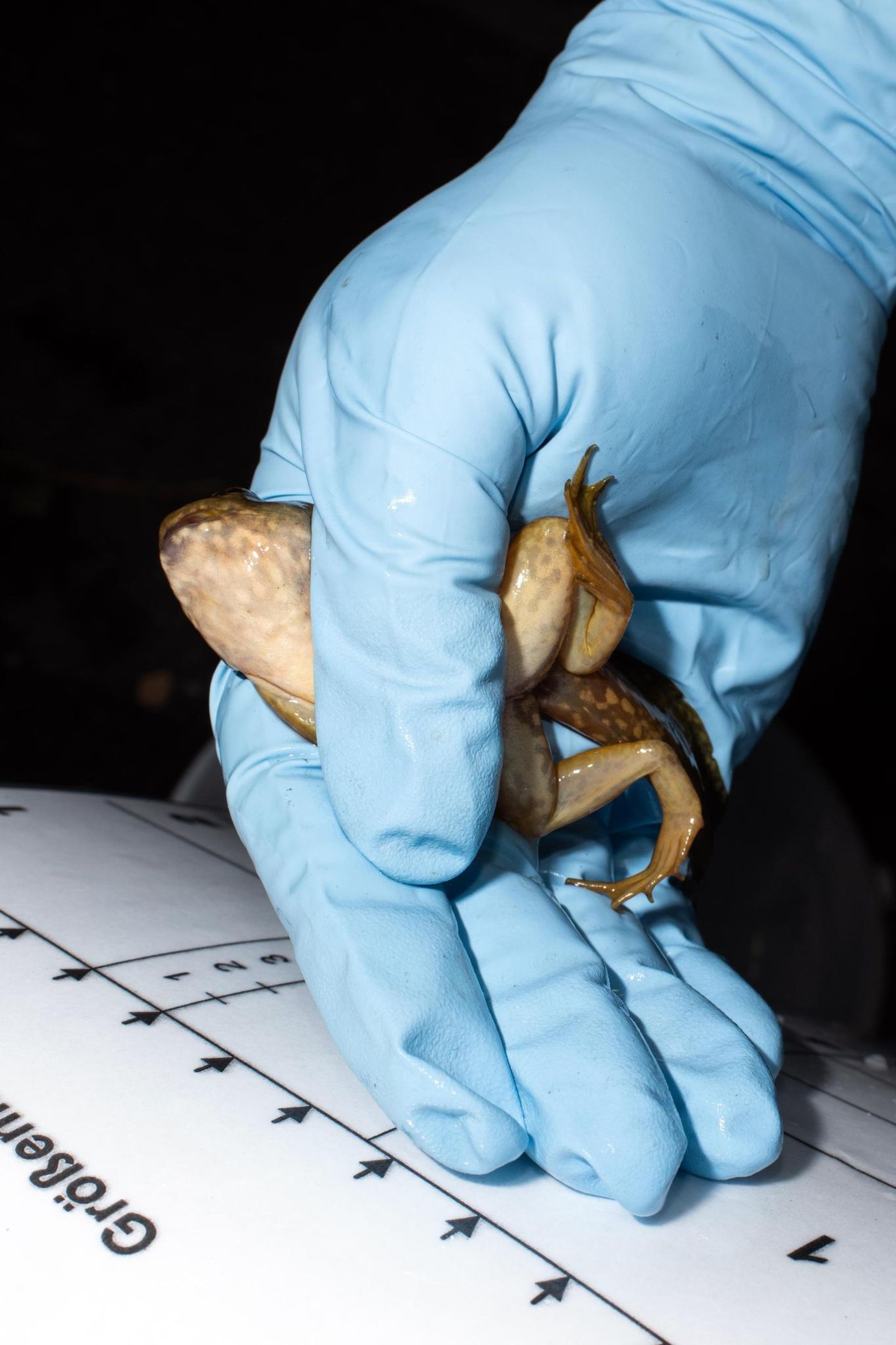 Eine Hand in blauem Gummihandschuh hält einen Nordamerikanischen Ochsenfrosch