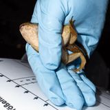 Eine Hand in blauem Gummihandschuh hält einen Nordamerikanischen Ochsenfrosch