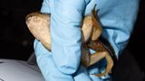 Eine Hand in blauem Gummihandschuh hält einen Nordamerikanischen Ochsenfrosch