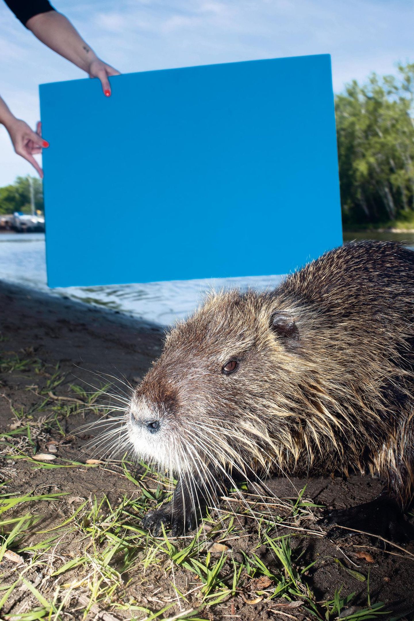 Eine Nutria vor einer blauen Tafel
