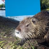 Eine Nutria vor einer blauen Tafel