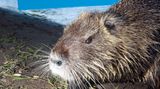 Eine Nutria vor einer blauen Tafel