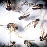 Tigermücken unter der Lupe