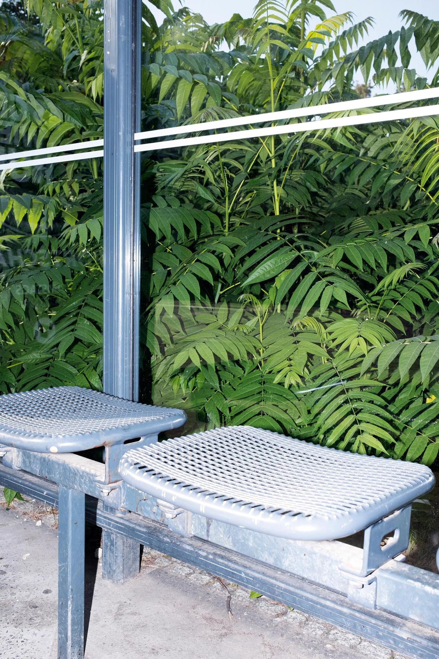 Eine Bushaltestelle in Berlin mit Gebüsch dahinter (Götterbäume)