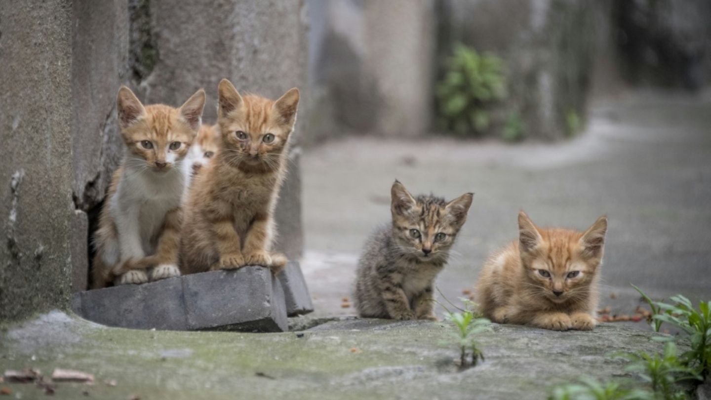 Katzenjunge