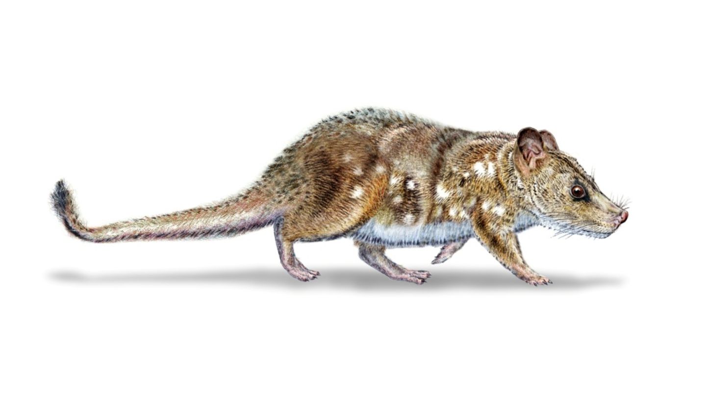 Illustration vom "Yeutherium pressor"