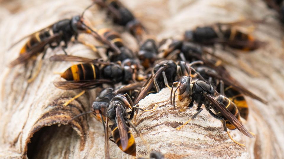 Ein Hornissennest hängt an einem Einfamilienhaus
