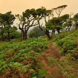 Lorbeerwald Laurisilva auf Madeira im Nebel