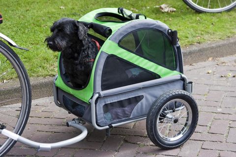 Ein Hund sitzt in einem Fahrradanhänger