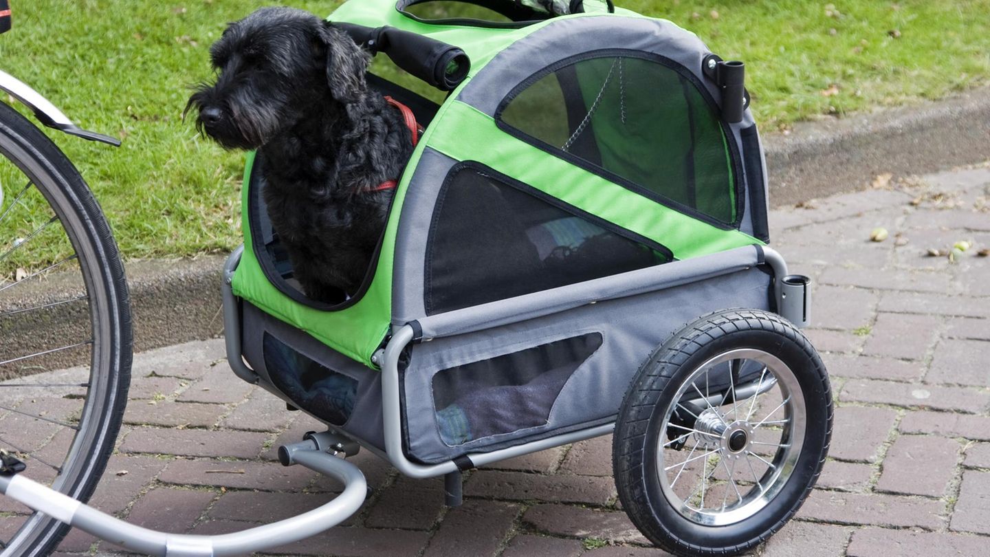 Köpek için bir bisiklet fragmanı satın alın: ADAC bunu tavsiye ediyor