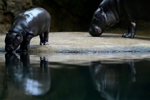 Zwergflusspferd Toni mit seiner Mutter